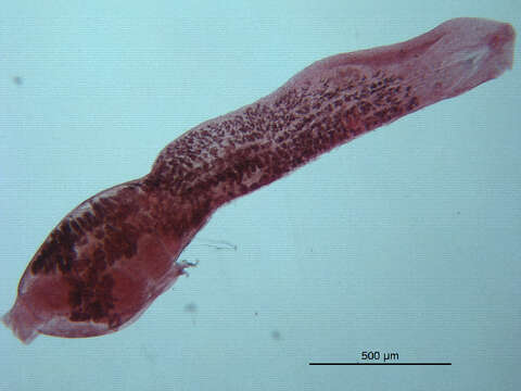 Sivun Neodiplostomum kuva