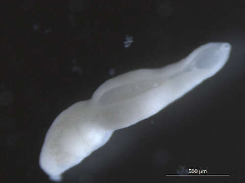 Image of Neodiplostomum