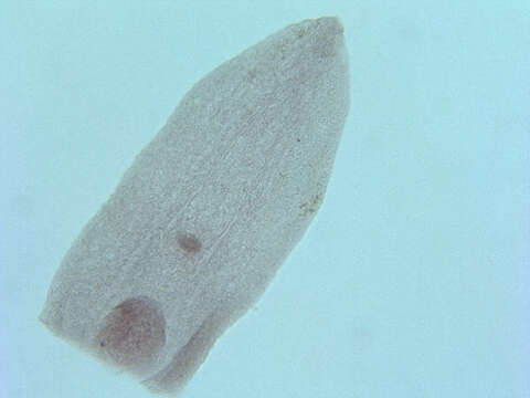 Sivun Neodiplostomum kuva