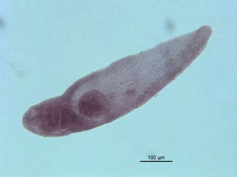 Image de Neodiplostomum