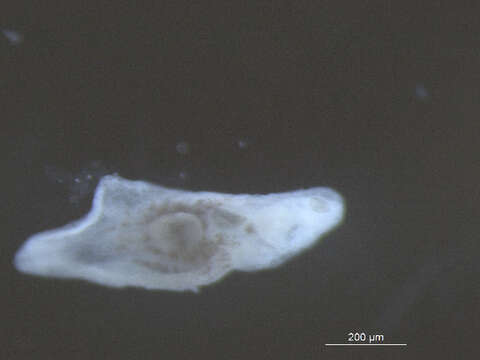 Image of Neodiplostomum