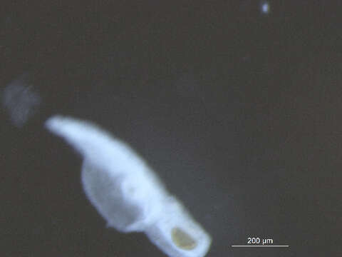 Image of Neodiplostomum