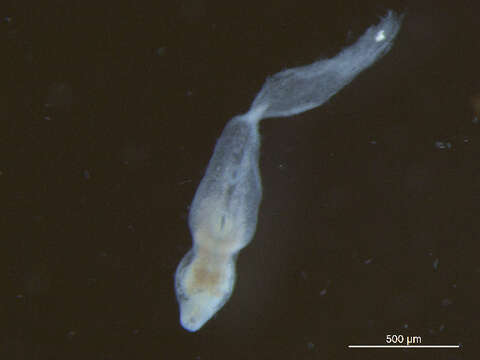 Image of Posthodiplostomum