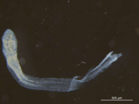 Image of Posthodiplostomum