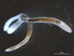 Image of Opisthorchioidea