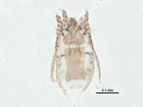 Image of scab mites