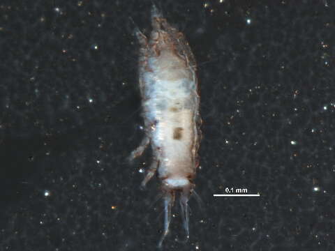 Image of scab mites