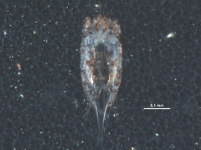 Image of scab mites