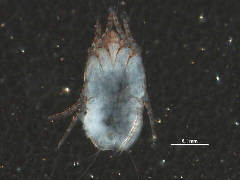 Image of scab mites