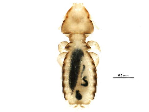 Image of Ischnocera