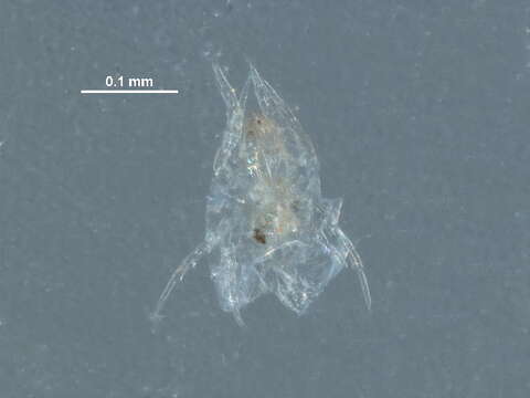 Image of dust mites