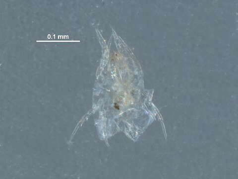 Pyroglyphidae resmi