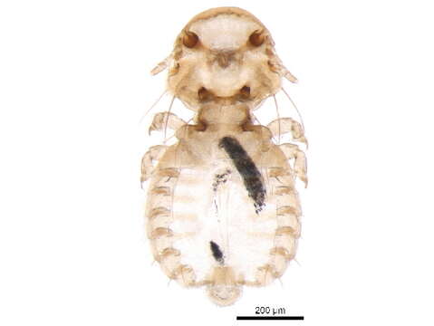 Image of Ischnocera