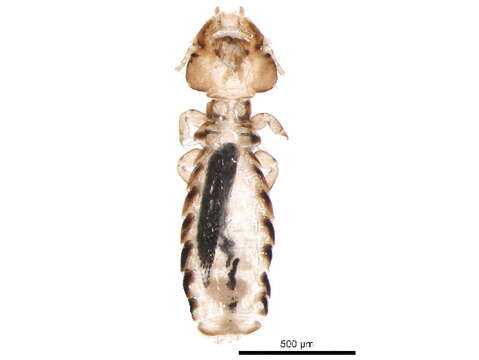 Image of Ischnocera