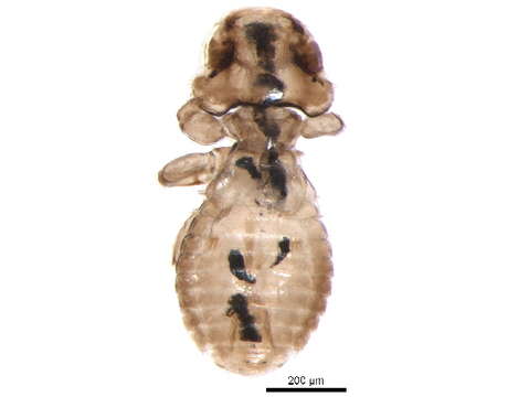 Image of Amblycera