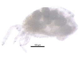 Image of chelicerates