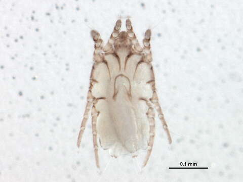 Image of scab mites