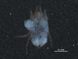 Image of scab mites