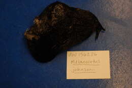 Image of black seadevils