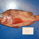 Image of Darkblotched rockfish