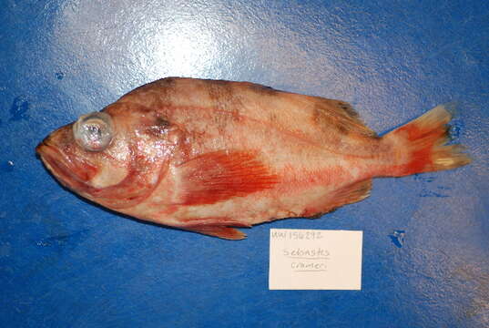 Image of Darkblotched rockfish