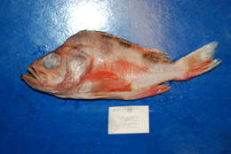 Image of Darkblotched rockfish
