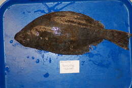 Image of Fine Flounder