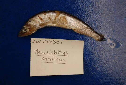 Image de Thaleichthys