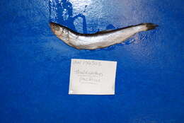 Image of Thaleichthys