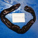 Image of Black Hagfish