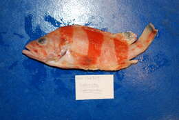 Image of Flag rockfish