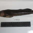 Image of Smallmouth ronquil
