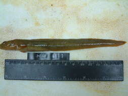 Image of Middendorff's eelpout