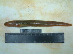 Image of Middendorff's eelpout