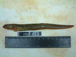 Image of Middendorff's eelpout