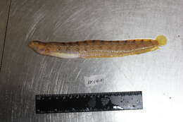 Image of Memorable prickleback