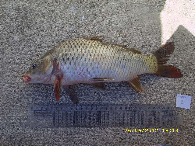 Image of Common carps