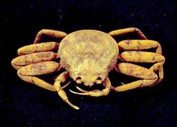 Image of Snow Crab