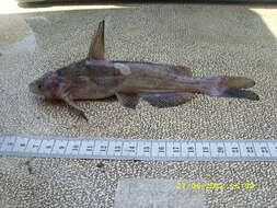 Image of naked catfish