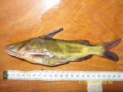 Image of naked catfish