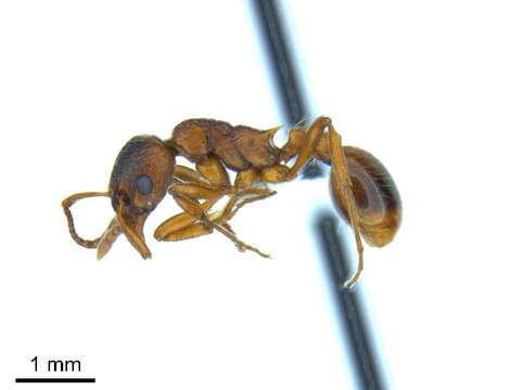 Image of European fire ant