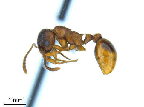 Image of European fire ant