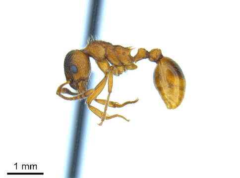 Image of European fire ant