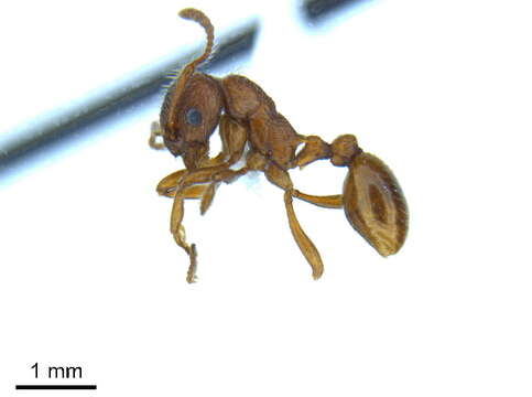 Image of European fire ant