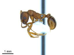 Image of European fire ant