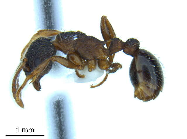 Image of Myrmica latifrons Staercke 1927