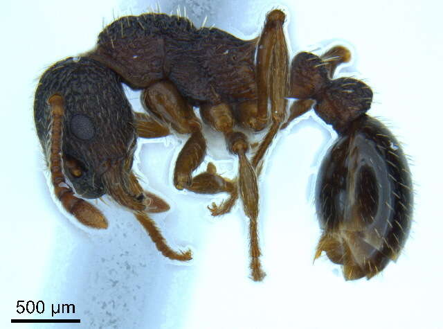 Plancia ëd Myrmica nearctica Weber 1939