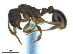 Image of Myrmica latifrons Staercke 1927