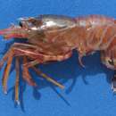 Image of zebra shrimp