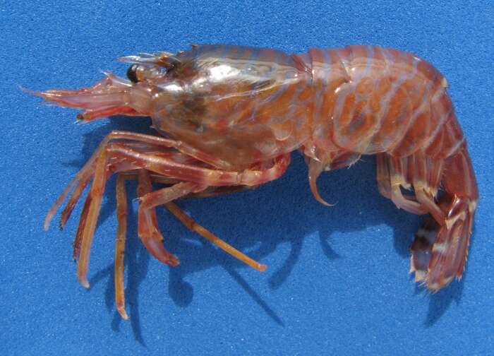 Image of zebra shrimp